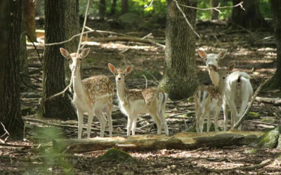 生活 | 还在想去奈良喂小鹿？波士顿就有啊！