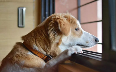 活动 | 被病毒困在家中十天，我竟然长胖了十斤…（内附解决方案和独家福利）