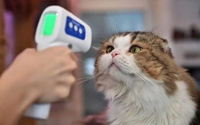 新闻 | 麻州自疫情爆发以来收到超百万失业申请！研究发现猫咪之间可以互相传播 Covid-19！