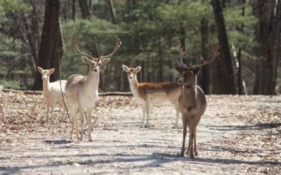 周末推荐 | 疫情期间宅家太闷？趁假期赶紧出来吹吹风呀！波屯周边一日游攻略！