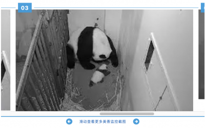 麻州本月将迎来第一批疫苗；旅美熊猫美香合约到期，中国网友盼归家。