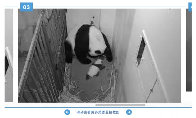 麻州本月将迎来第一批疫苗；旅美熊猫美香合约到期，中国网友盼归家。