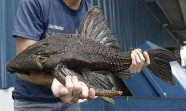 波士顿一男子池塘钓鱼，没想到钓上一只长满尖牙的入侵物种！