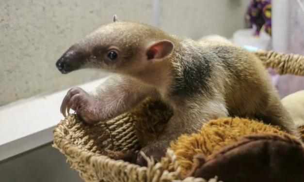 萌化了！小食蚁兽宝宝在罗德岛动物园出生，其它动物纷纷“卖萌争宠”！