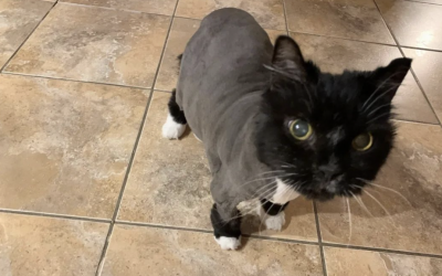 空调罢工，主人怕宠物猫中暑，顺手给它剪了个毛，结果……猫：你看我像快乐的样子吗？