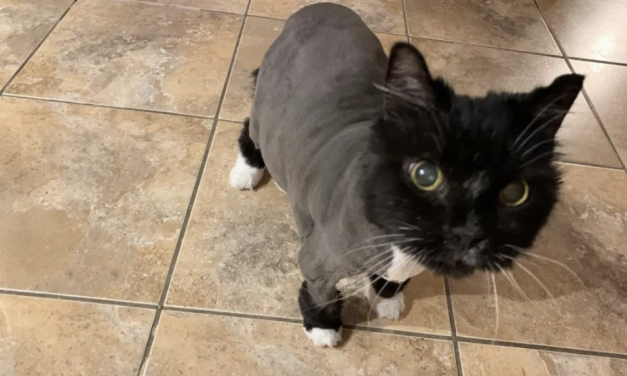 空调罢工，主人怕宠物猫中暑，顺手给它剪了个毛，结果……猫：你看我像快乐的样子吗？