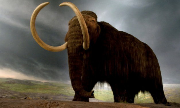 惊！消失四千年后他们竟然要被复活了！是科技的突破还是人性的疯狂，猛犸象曲线救世是好是坏？