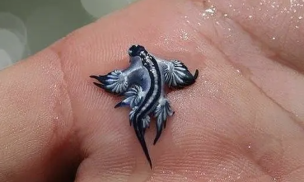 剧毒生物上岸？！数以千计剧毒“蓝龙”被冲上美东沙滩！马萨诸塞州安全吗？