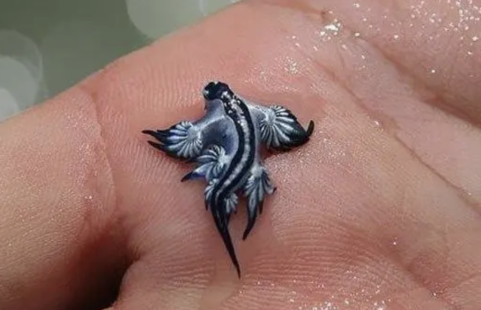 剧毒生物上岸？！数以千计剧毒“蓝龙”被冲上美东沙滩！马萨诸塞州安全吗？