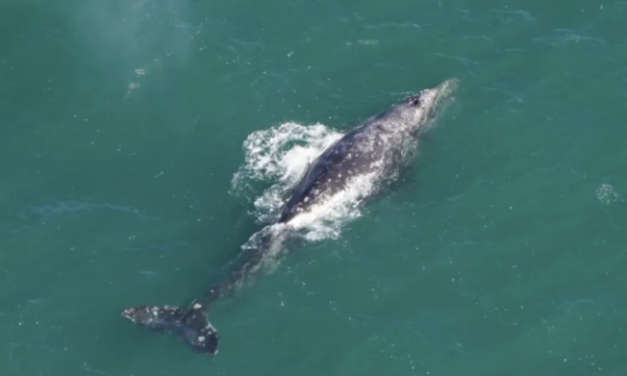 消失200多年再次现身？！马萨诸塞州海岸发现灰鲸身影，科学家直呼罕见啊！