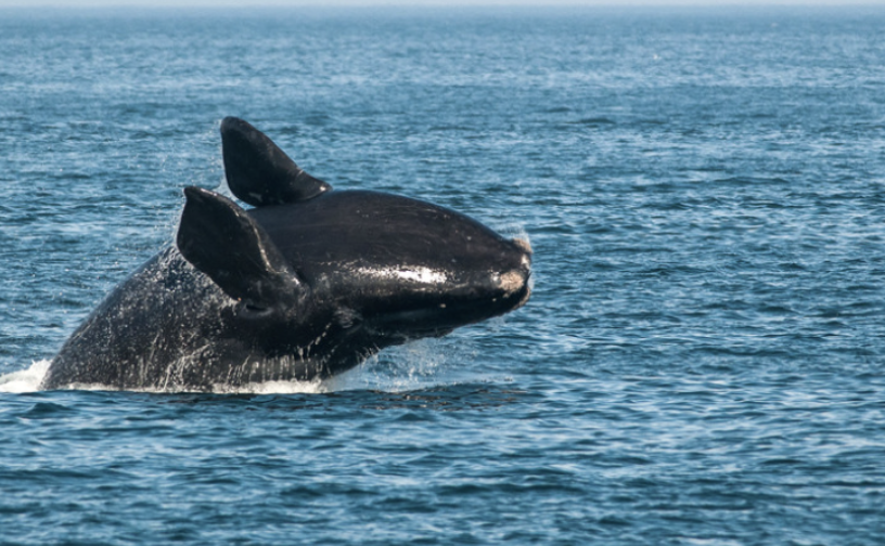 极度濒危？！极度濒危物种大量出现在马萨诸塞州海岸，专家表示这或许是个不寻常的预兆？