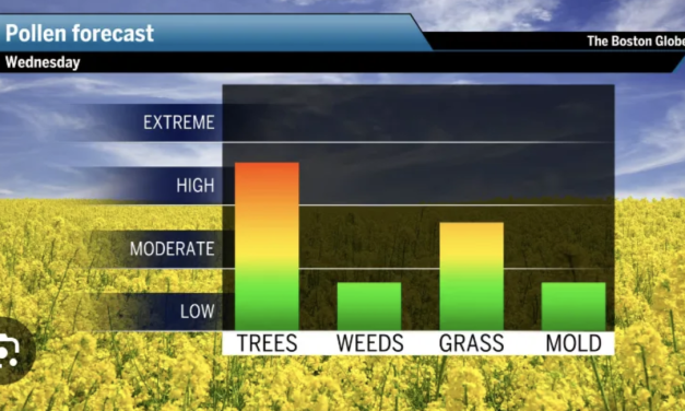 花粉肆虐？！波士顿地区出现黄色云朵，花粉浓度急剧飙升！空气能见度也将大受影响？！