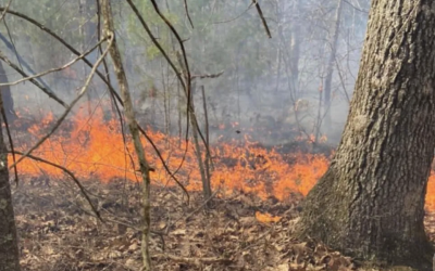 Salem山火连烧3天？！马萨诸塞州多地区同时爆发灌木丛大火，波士顿地区直接被烟雾包围！