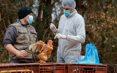 美国首例人感染禽流感病例？！马萨诸塞州感染家禽数量达到1700万，禽流感真的会传染人？