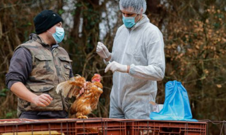 美国首例人感染禽流感病例？！马萨诸塞州感染家禽数量达到1700万，禽流感真的会传染人？