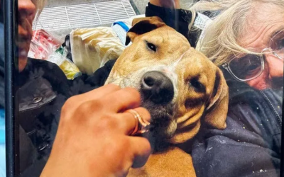 突发！波士顿警察当街开枪！9个月大宠物犬遭电击围捕！