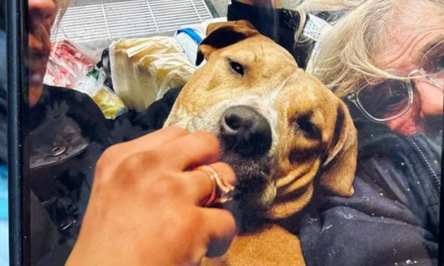 突发！波士顿警察当街开枪！9个月大宠物犬遭电击围捕！