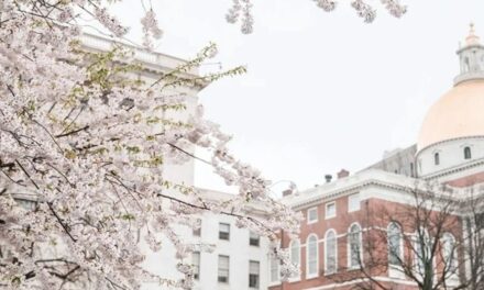 波士顿的樱花终于到了最佳赏味期，现在去刚刚好~