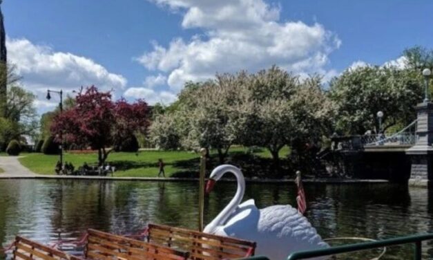 四月波士顿太会了！冰演回归＋春日限定活动一篇看全