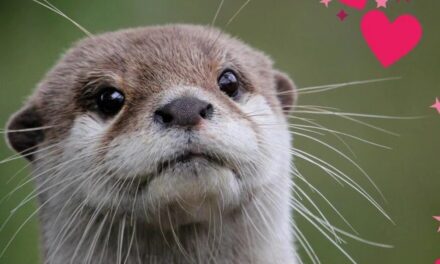 萌兽出没！这些波士顿的呆萌“野生邻居”你见过吗？这个春天，不要错过跟他们say hi啦！